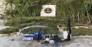 695 Kenevir Bitkisi ve 20 Kilo Esrar Ele Geçti