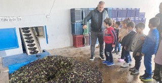 Minik Eller Zeytinin Yolculuğunu Yerinde Öğrendi