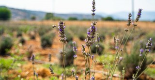 Milas Belediyesi Lavanta Hasadı Gerçekleştirdi