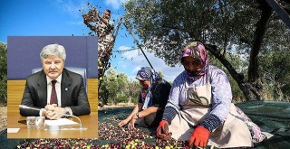 Zeytinyağında Büyük Düşüş…