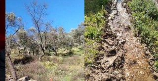 Su Yüzünden Zeytin Ağaçları Günden Güne Kuruyor