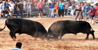 BODRUM’DAKİ BOĞA GÜREŞLERİ İPTAL EDİLDİ.. SIRADA DİĞERLERİ VAR..
