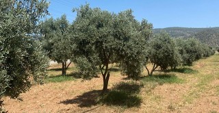 Milas Belediyesi’nden Zeytinciliğin Gelişmesi İçin Önemli Çalışmalar