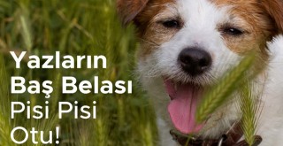 Evcil Hayvan Sahiplerine Önemli Uyarı!