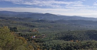 ULUSAL ZEYTİN VE ZEYTİNYAĞI KONSEYİ: Bir Dalda Bin Yıllık Direniş. Zeytinlikler Neden Dokunulmazdır?