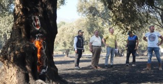 Milas Pınarcık ve Bafa’daki Yangınlar Kontrol Altına Alındı
