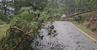 Akbük Yolunda Çam Ağaçları Devrildi, Ulaşım Kapandı