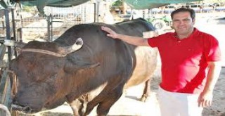 Milas Ziraat Odası’ndan Türkiye’ye Örnek Yem Kampanyası!