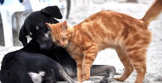 Sokak Hayvanları İçin Kahvaltı Etkinliği