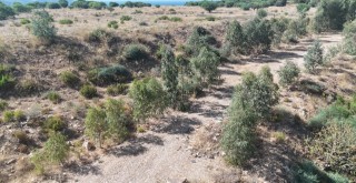 Muğla’da Vahşi Depolama Alanları Yeşile Dönüşüyor