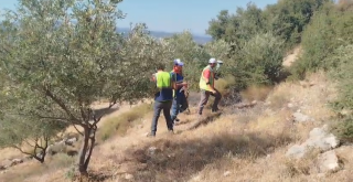 YK Enerji Zeytinliklerde Sayıma Başladı
