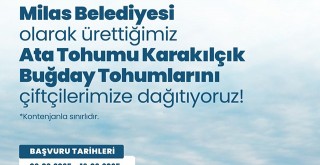 Milas Belediyesi’nden Üreticilere Karakılçık Buğday Tohumu Desteği