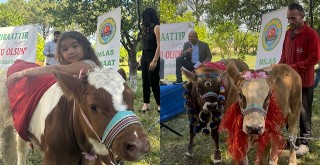 Süslenen Buzağılar Jüriden Not Aldı