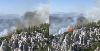 Milas’ta Peş Peşe Yangınlar: Zeytinliklerden Sonra Demirciler Alevlere Teslim